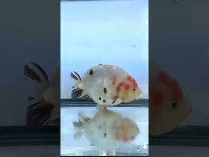 Tri-Color Ranchu (F, 6'')