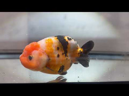 Tri-Color Ranchu (M, 4.5'')