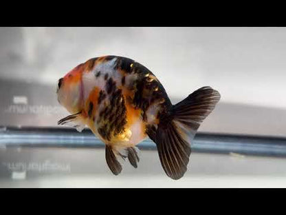 3" Calico Ranchu Goldfish – Calico T (Individual Fish)