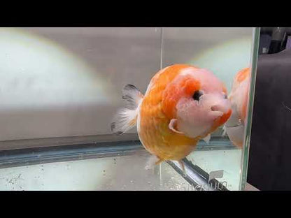 Red & White Ranchu (F, 5'')
