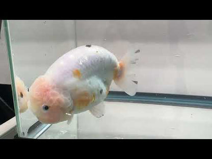 Tri-Color Ranchu (F, 5'')