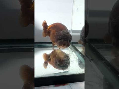 Lavender Ranchu (F, 5'')