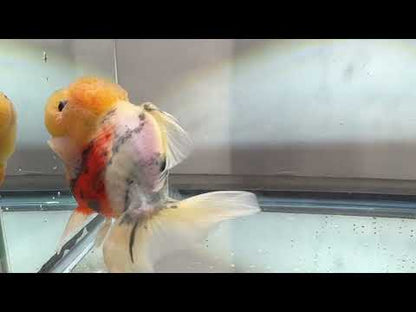 Lemon Head Oranda (M, 4'')