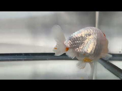 Single Red Spot Ranchu (F, 4'')