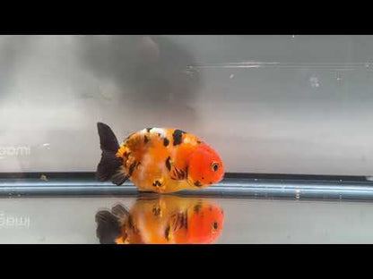3" Calico Ranchu Goldfish – Calico E (Individual Fish)