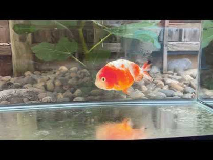 Sakura Ranchu - 5 inches