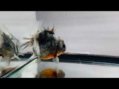 Calico Oranda (F, 4'')