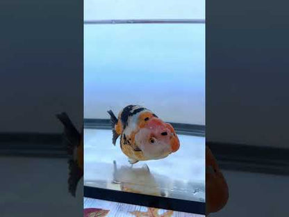 Tiger Ranchu (M, 5'')
