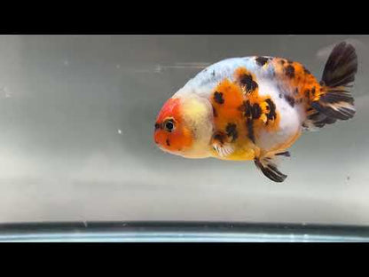 3" Calico Ranchu Goldfish – Calico C (Individual Fish)