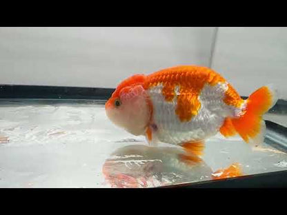 White & Red Ranchu (3.5'')