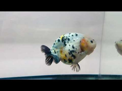 Leopard Ranchu (M, 5.5'')