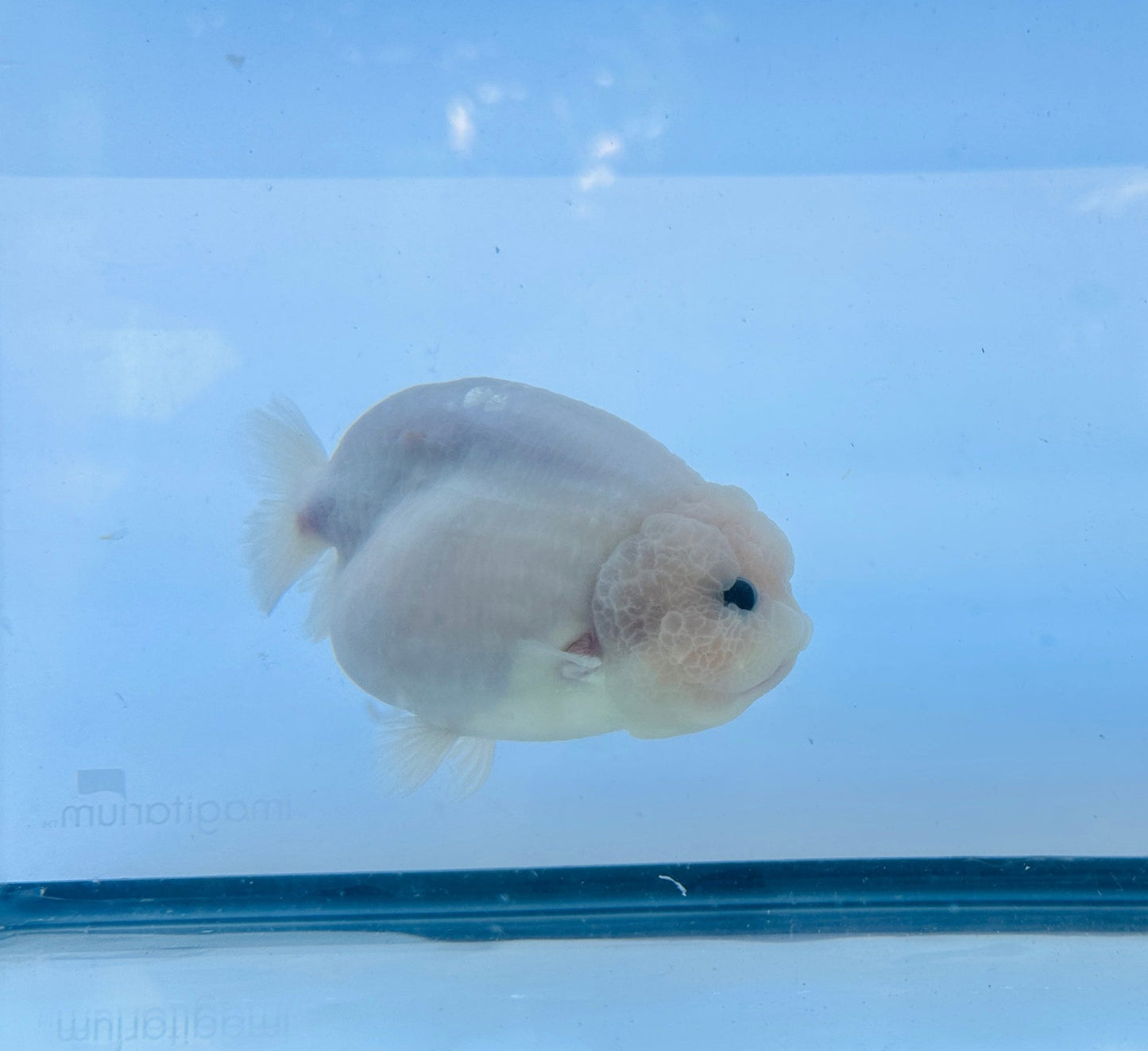 Pure White Ranchu (F, 5'') - Lunar Fancies