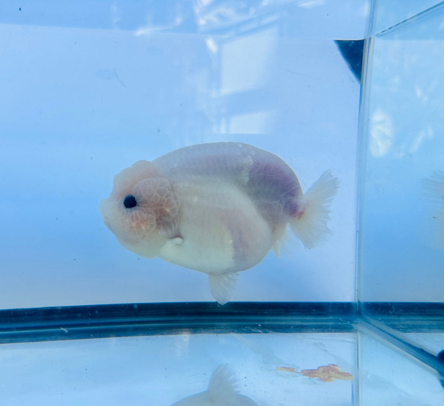 Pure White Ranchu (F, 5'') - Lunar Fancies