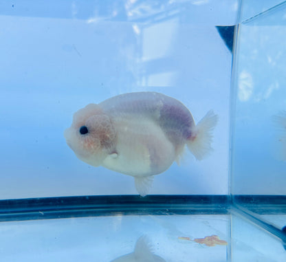 Pure White Ranchu (F, 5'') - Lunar Fancies