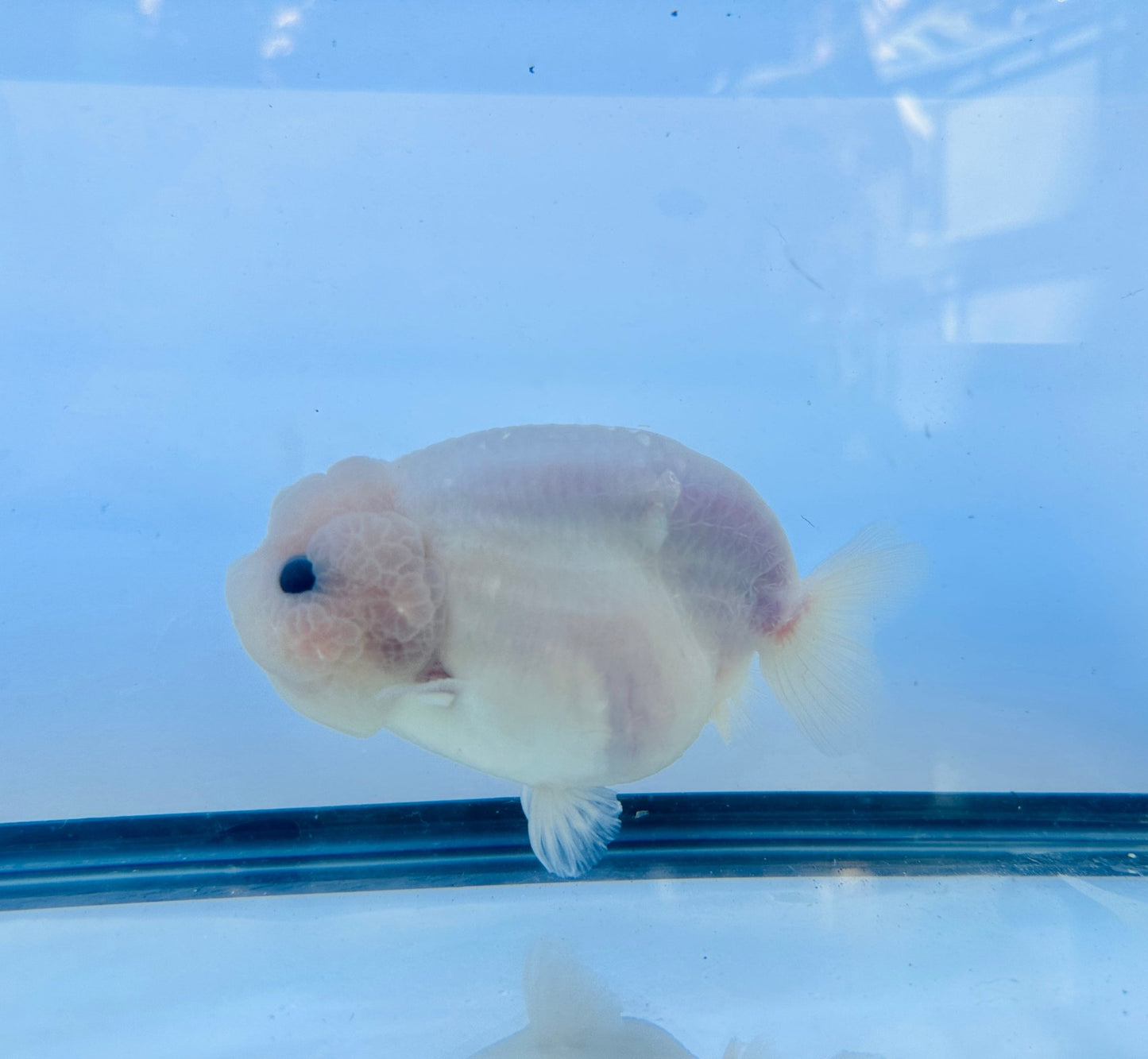 Pure White Ranchu (F, 5'') - Lunar Fancies