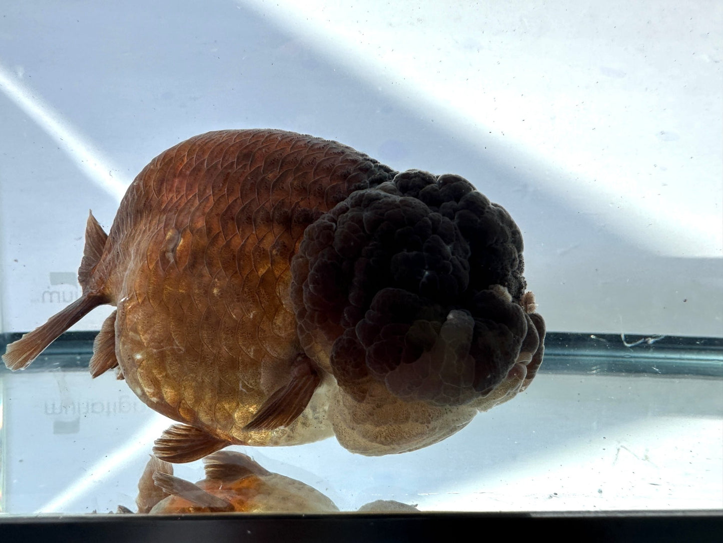 Purple Ranchu (F, 5'') - Lunar Fancies