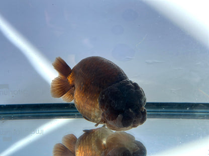 Purple Ranchu (F, 5'') - Lunar Fancies