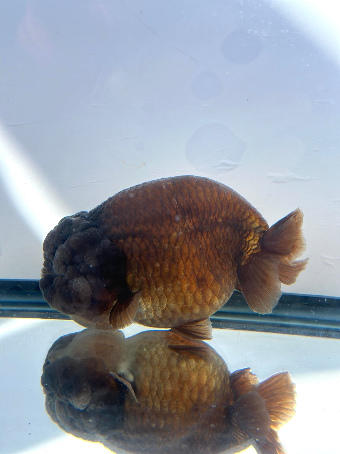 Purple Ranchu (F, 5'') - Lunar Fancies