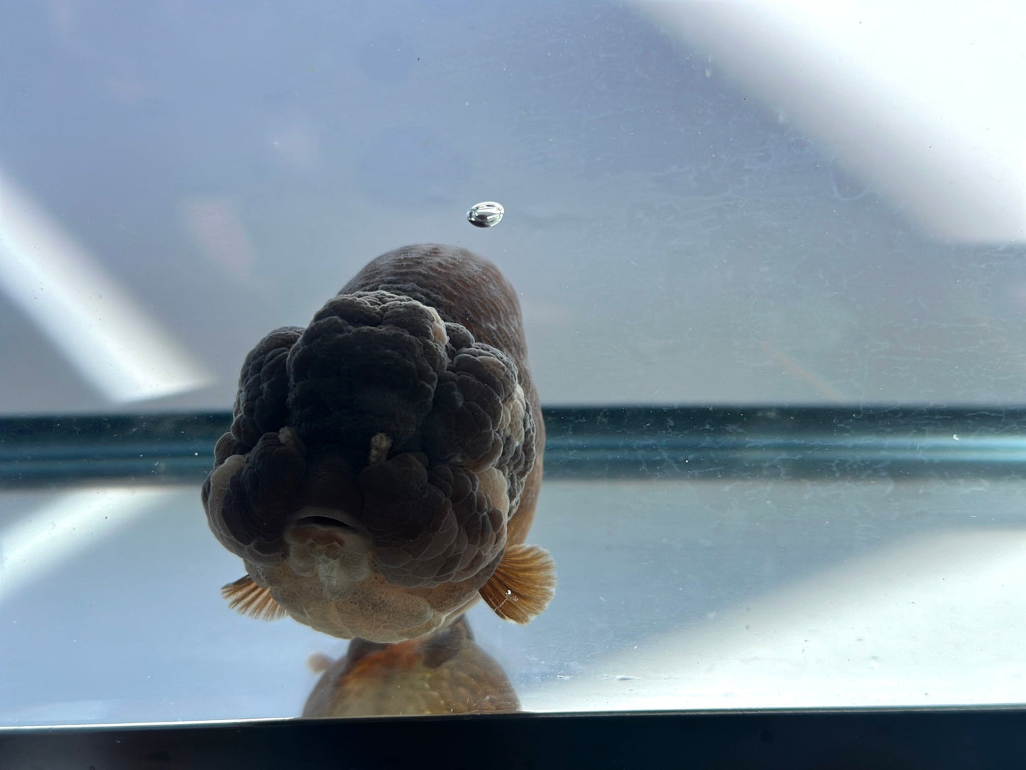 Purple Ranchu (F, 5'') - Lunar Fancies