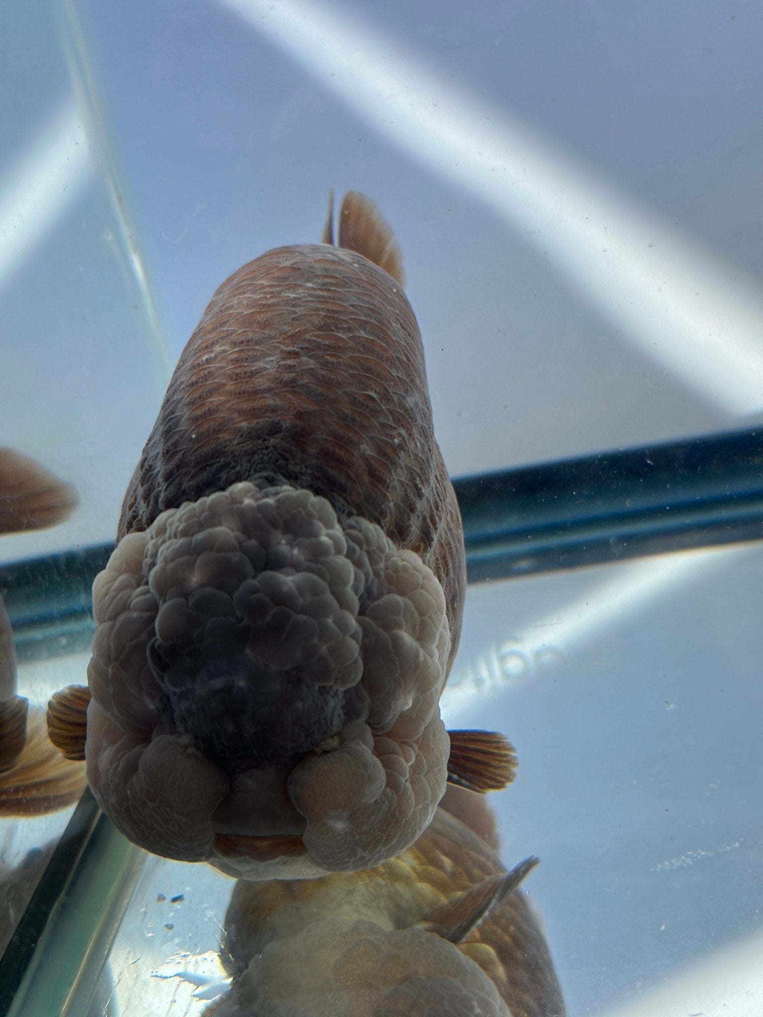 Purple Ranchu (M, 5'') - Lunar Fancies