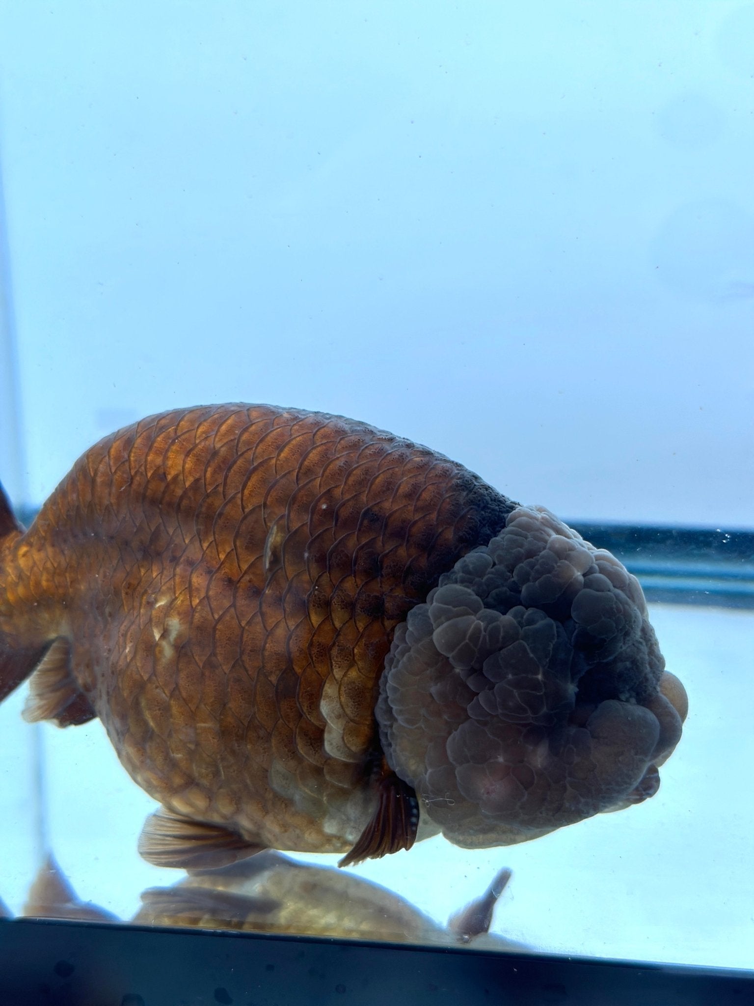 Purple Ranchu (M, 5'') - Lunar Fancies