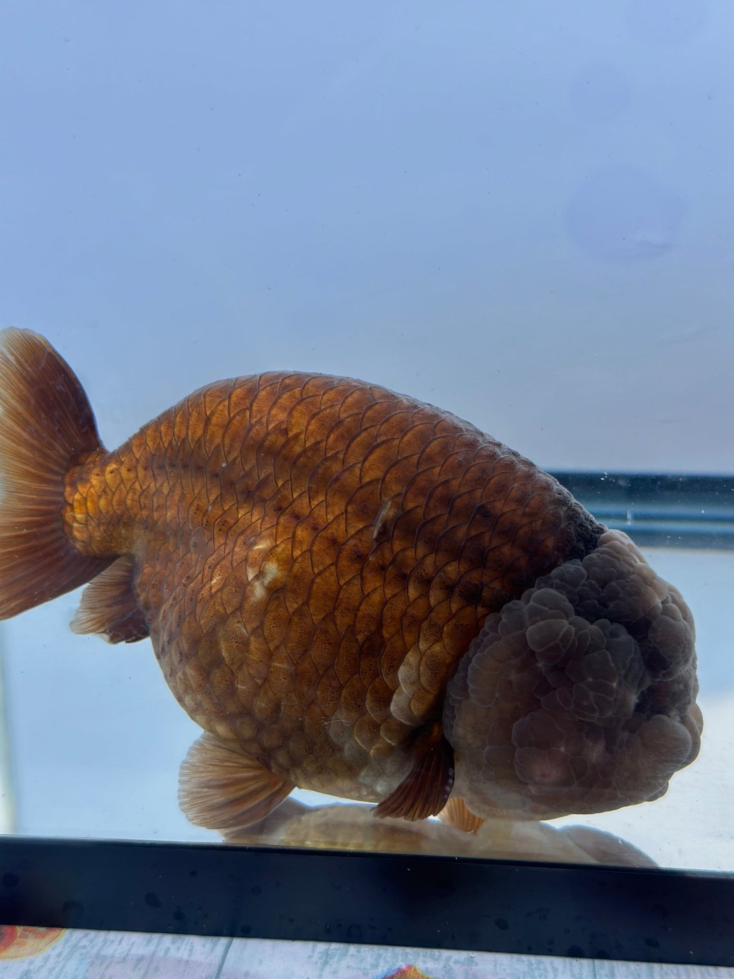 Purple Ranchu (M, 5'') - Lunar Fancies
