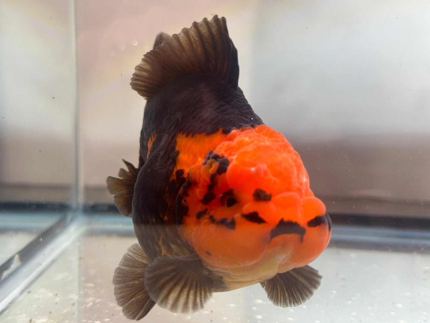 Red and Black Oranda (M, 4.5'') - Lunar Fancies