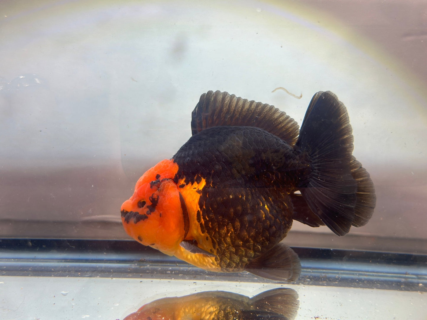 Red and Black Oranda (M, 4.5'') - Lunar Fancies