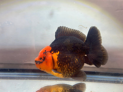 Red and Black Oranda (M, 4.5'') - Lunar Fancies