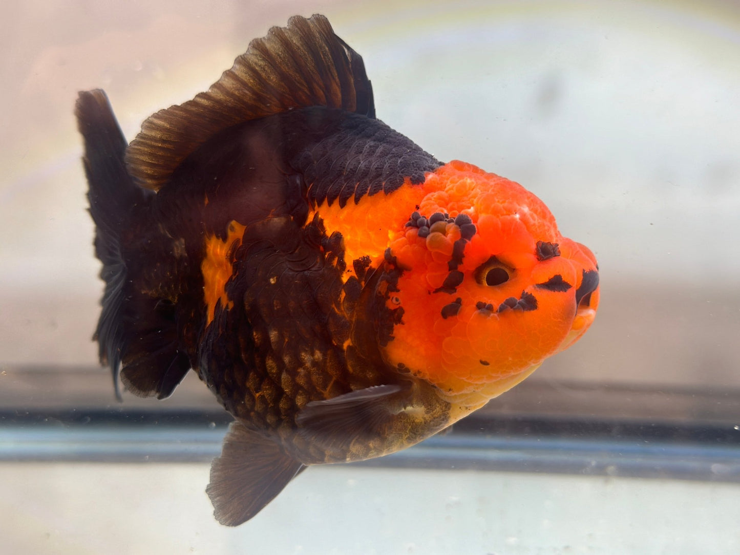 Red and Black Oranda (M, 4.5'') - Lunar Fancies