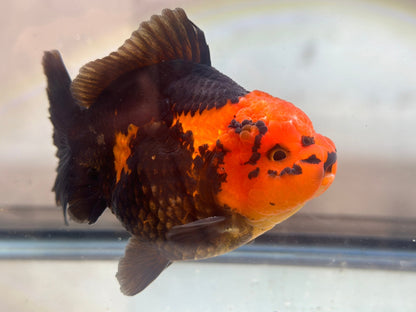 Red and Black Oranda (M, 4.5'') - Lunar Fancies