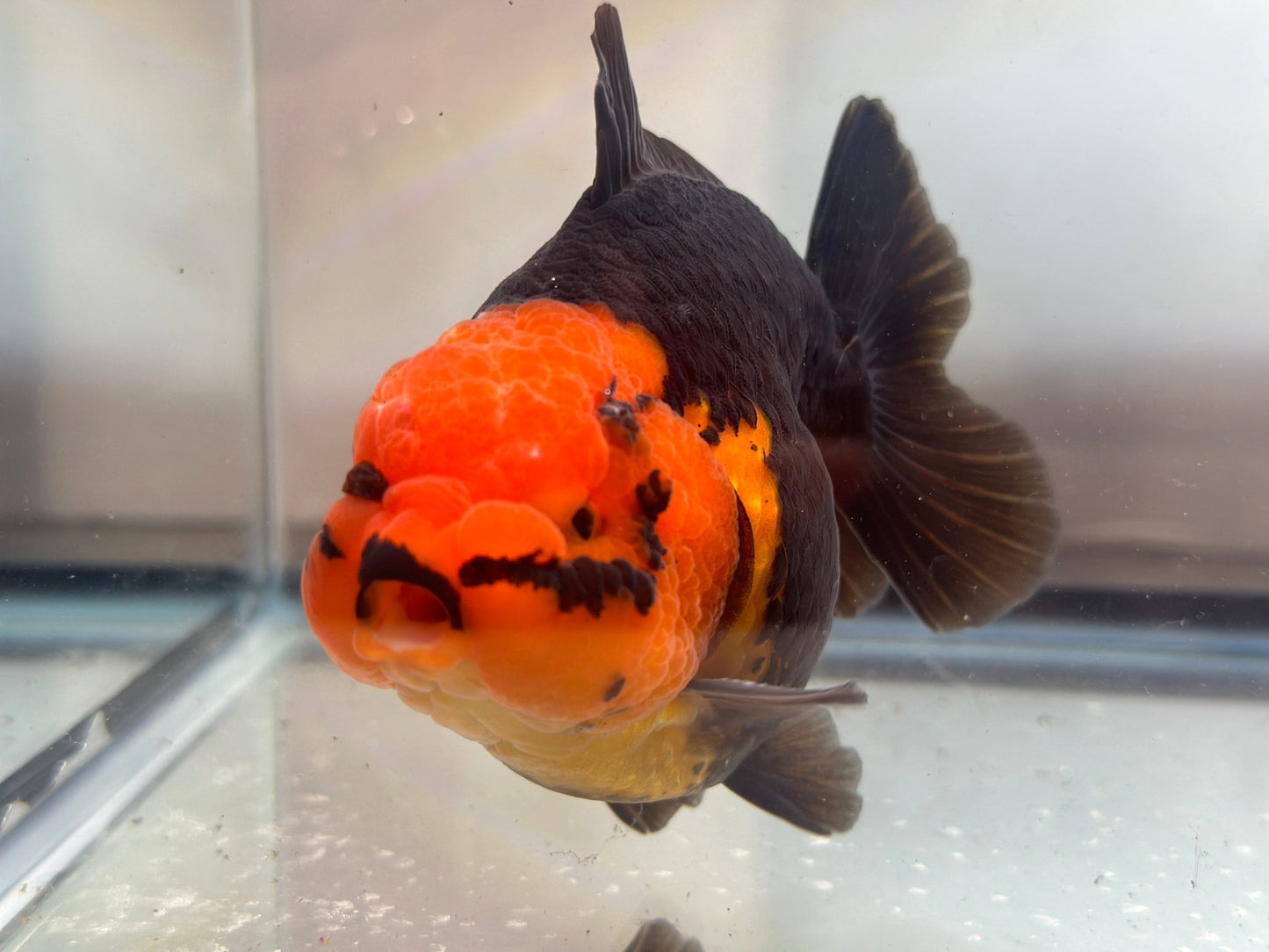 Red and Black Oranda (M, 4.5'') - Lunar Fancies