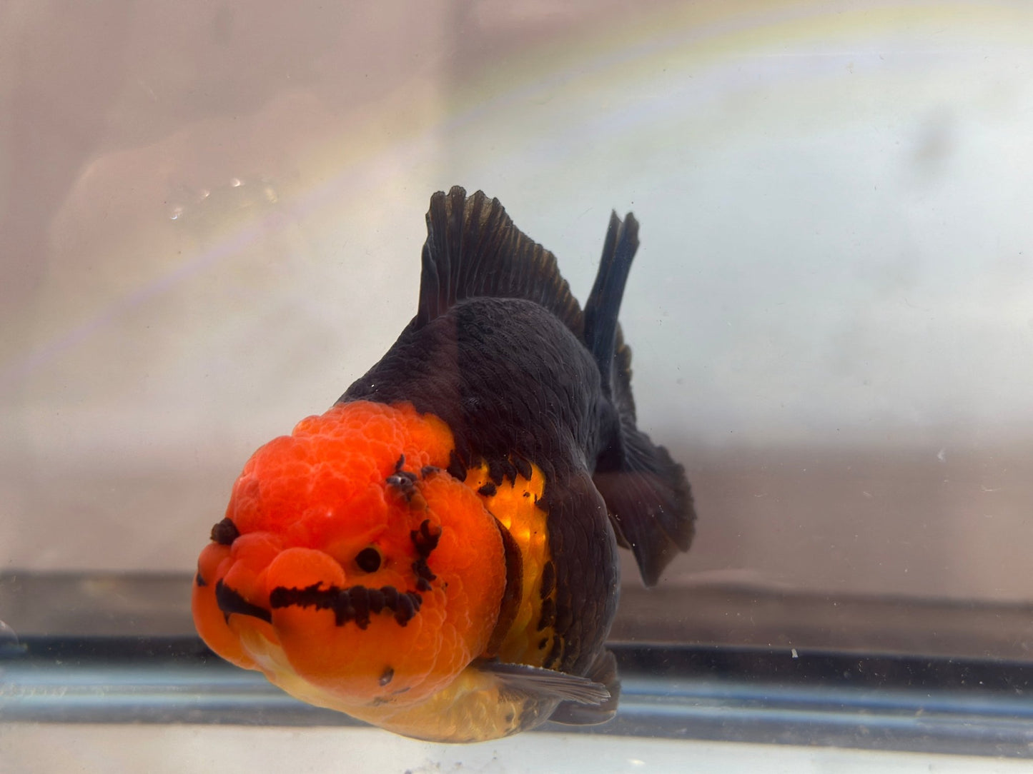 Red and Black Oranda (M, 4.5'') - Lunar Fancies
