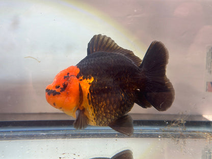 Red and Black Oranda (M, 4.5'') - Lunar Fancies