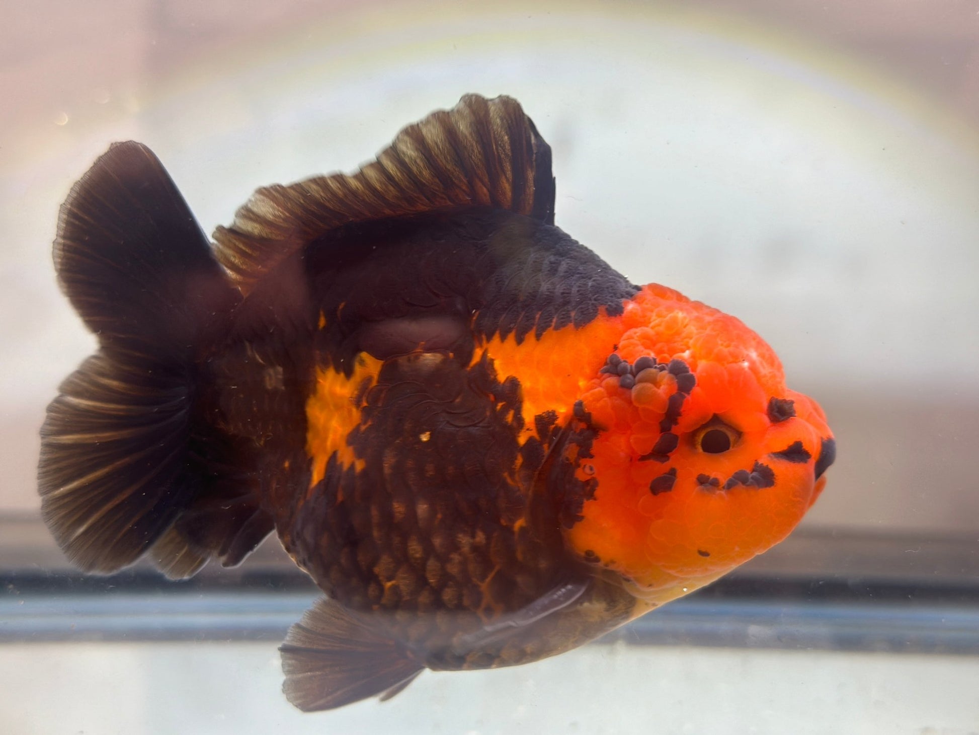Red and Black Oranda (M, 4.5'') - Lunar Fancies