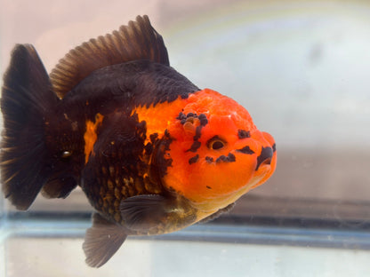 Red and Black Oranda (M, 4.5'') - Lunar Fancies