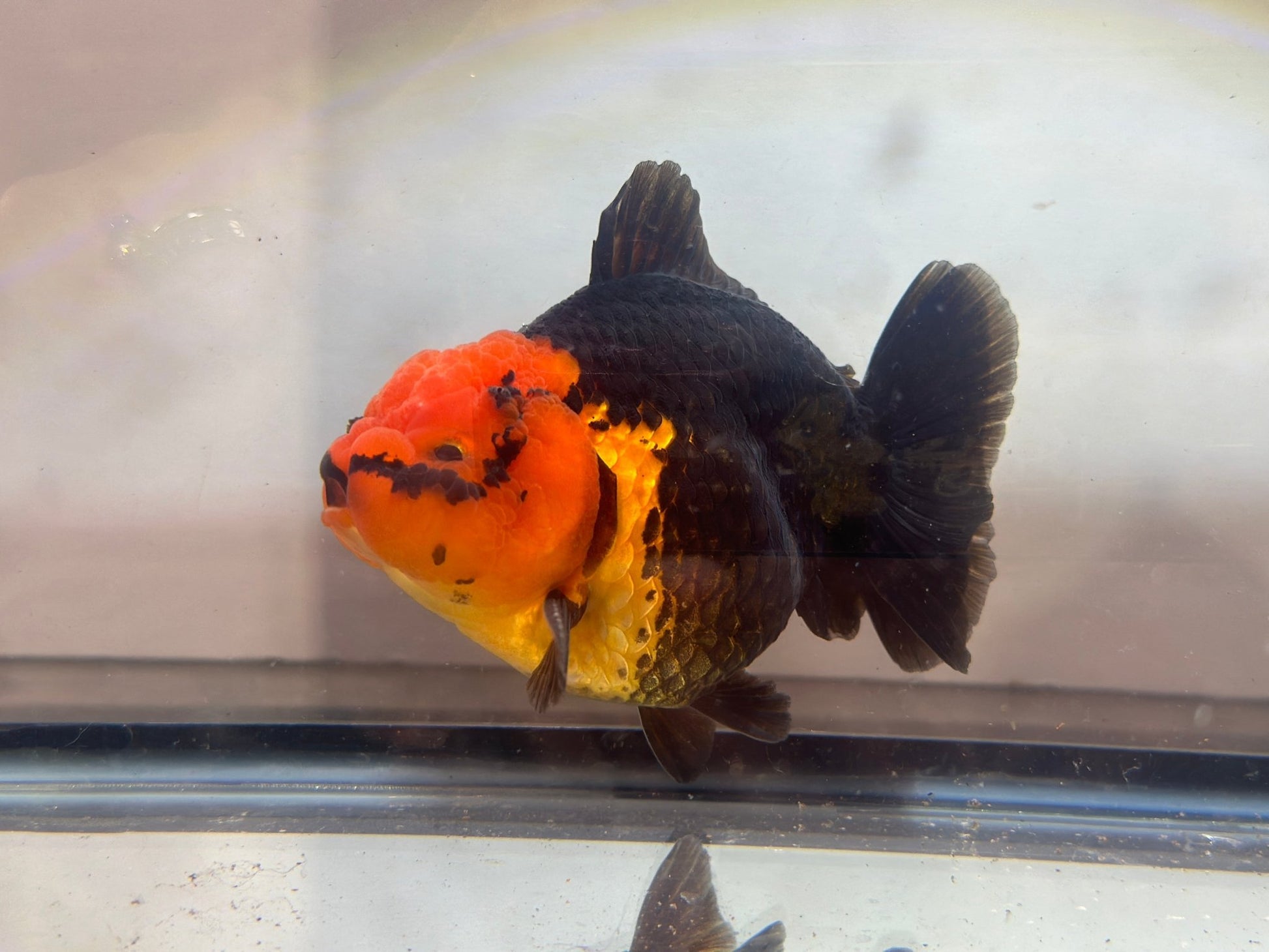 Red and Black Oranda (M, 4.5'') - Lunar Fancies