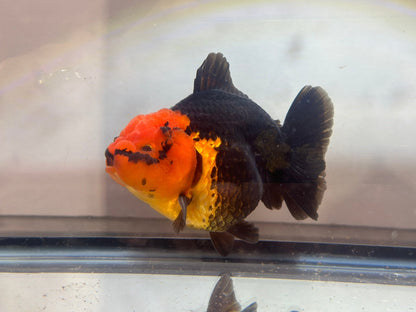 Red and Black Oranda (M, 4.5'') - Lunar Fancies