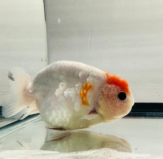 Red and White Ranchu (M, 4.5'') - Lunar Fancies
