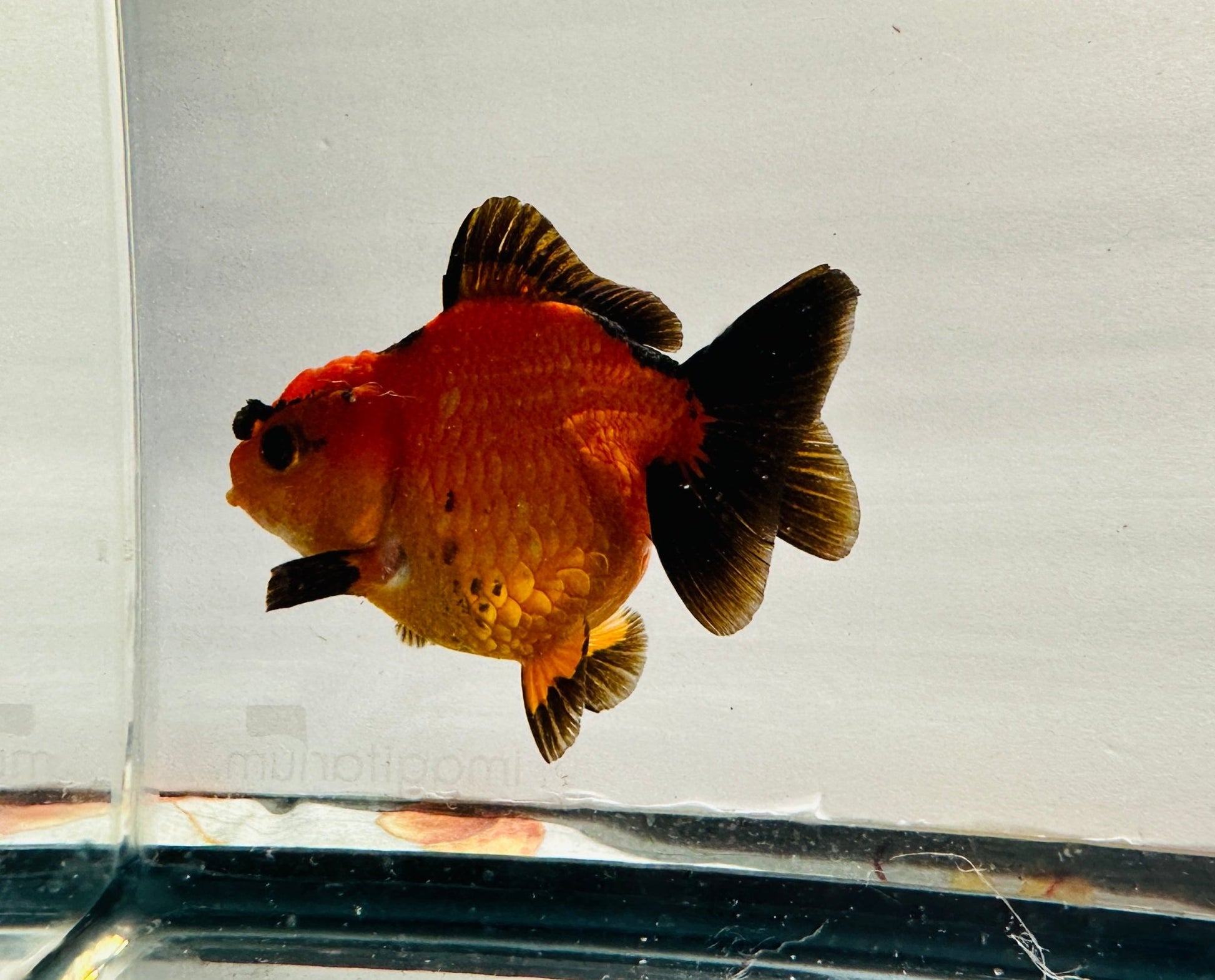 Red & Black Oranda (4.5'') - Lunar Fancies