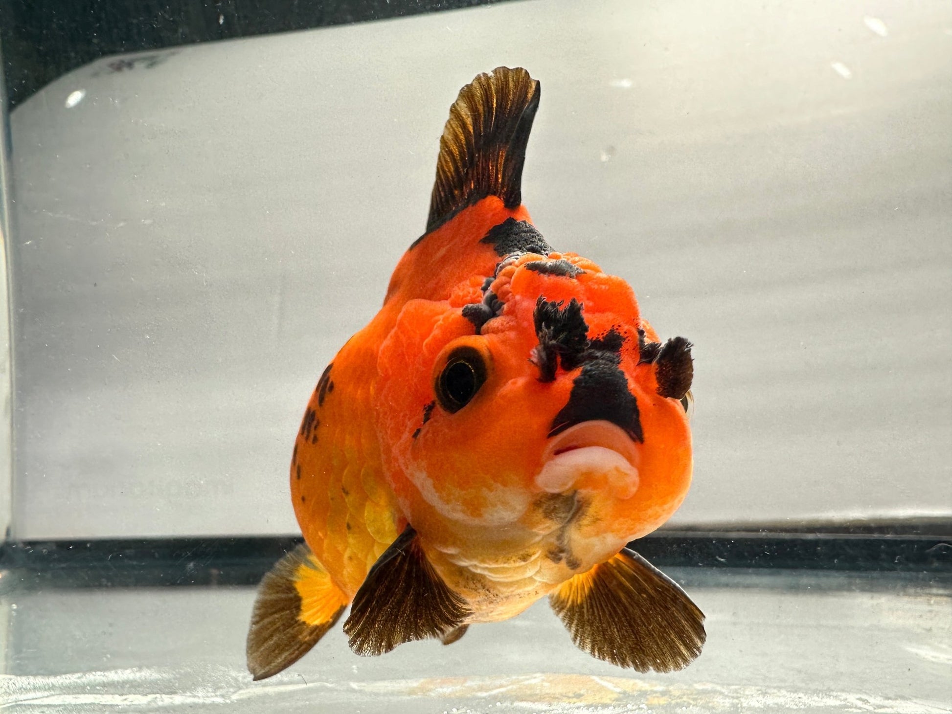 Red & Black Oranda (4.5'') - Lunar Fancies