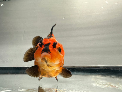 Red & Black Oranda (4.5'') - Lunar Fancies