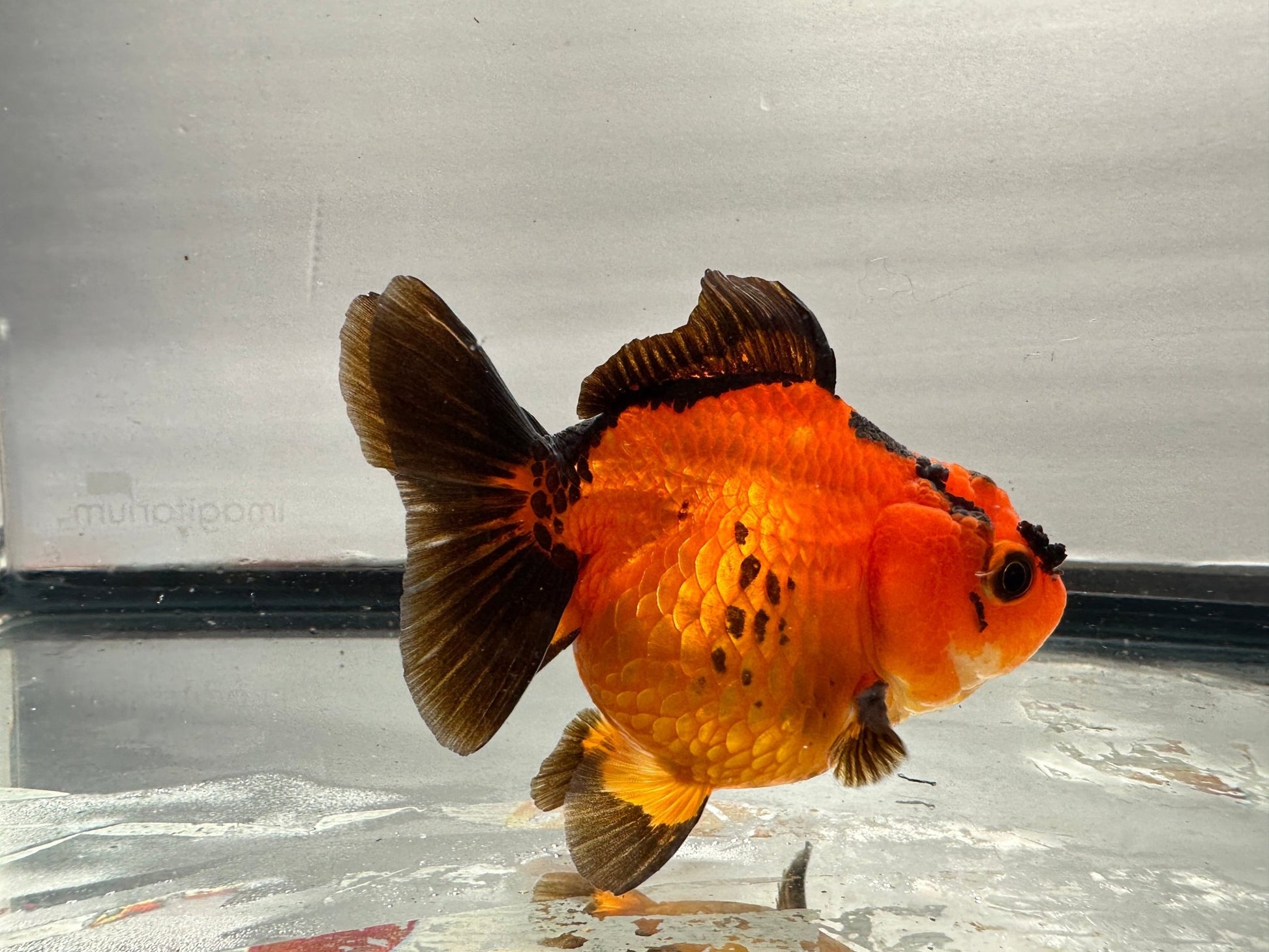 Red & Black Oranda (4.5'') - Lunar Fancies