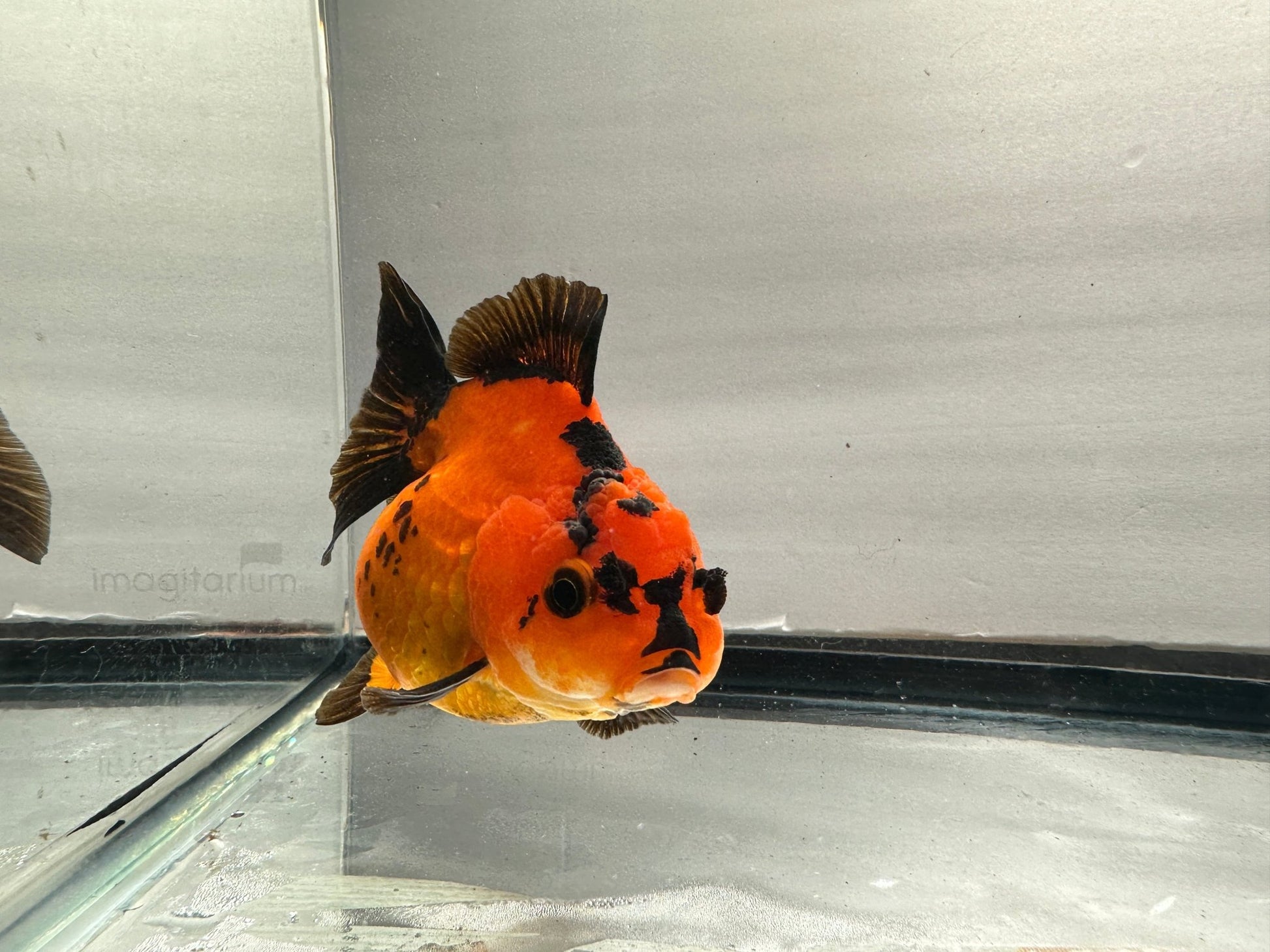 Red & Black Oranda (4.5'') - Lunar Fancies
