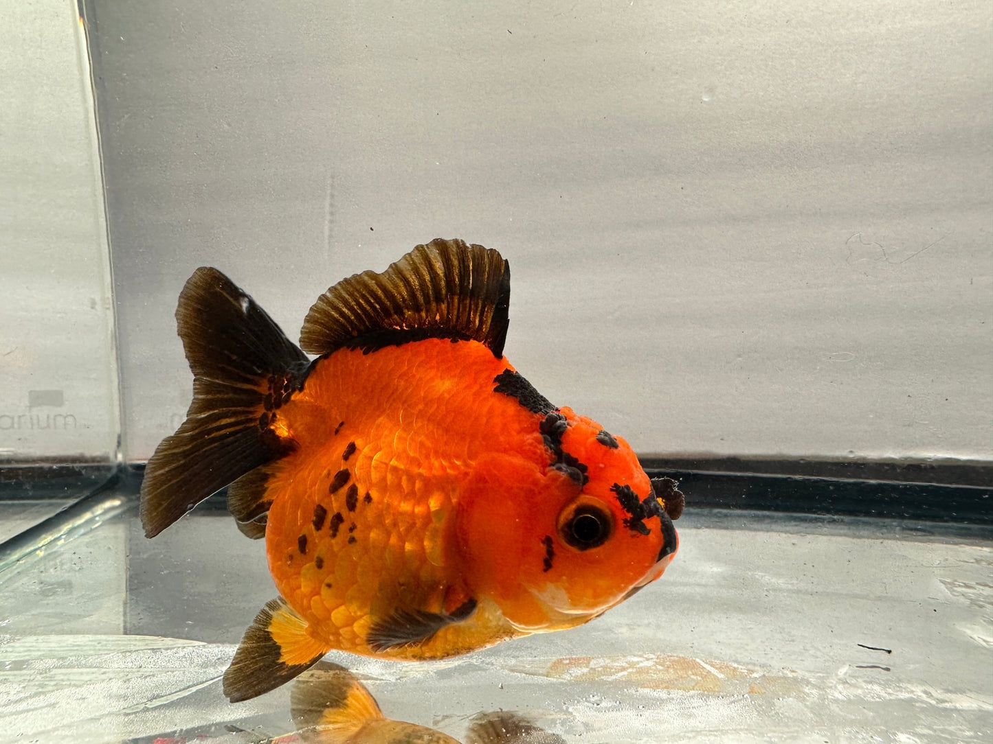 Red & Black Oranda (4.5'') - Lunar Fancies