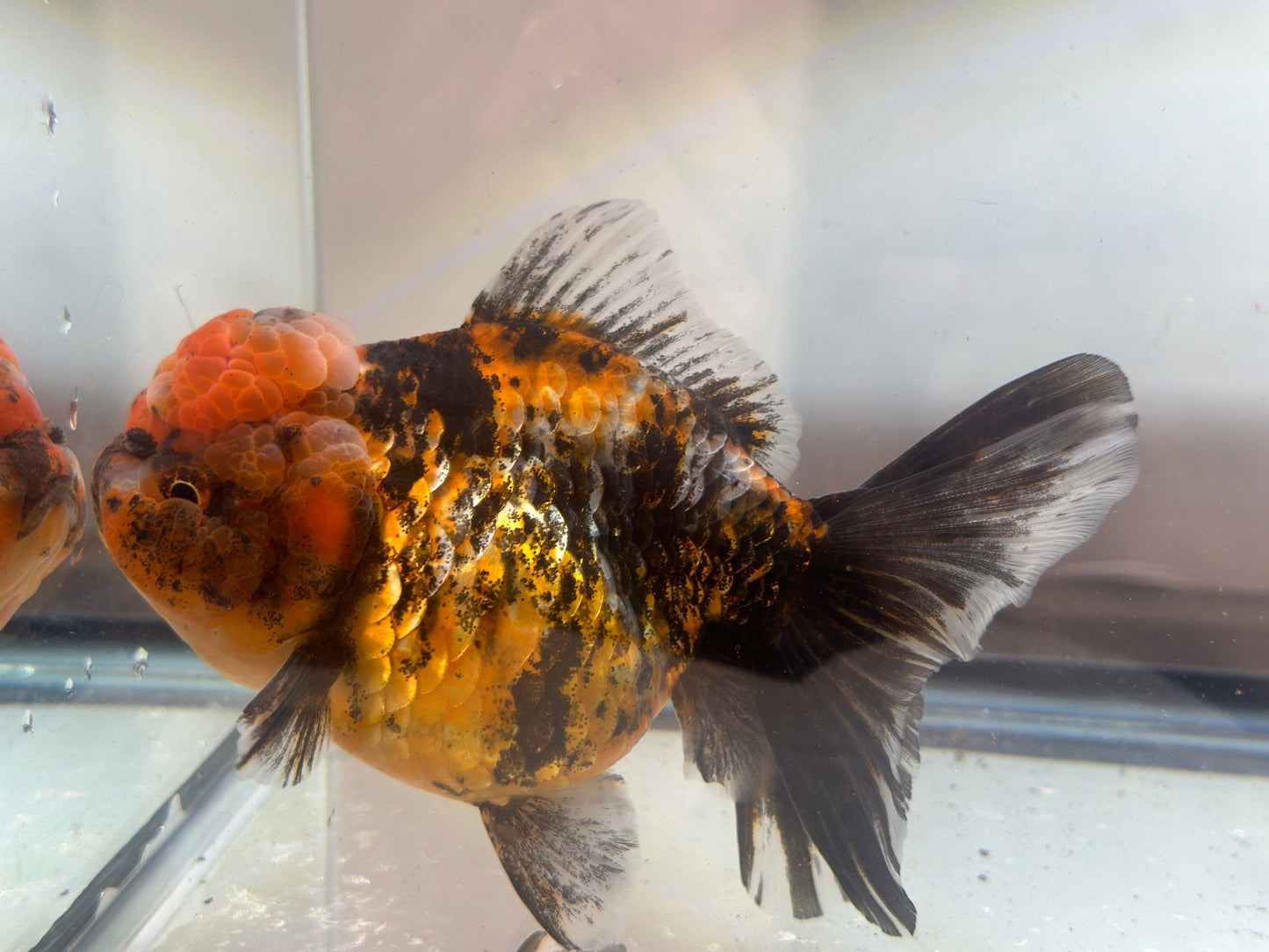 Red & Black Shogun Oranda - F1 (4.5'') - Lunar Fancies