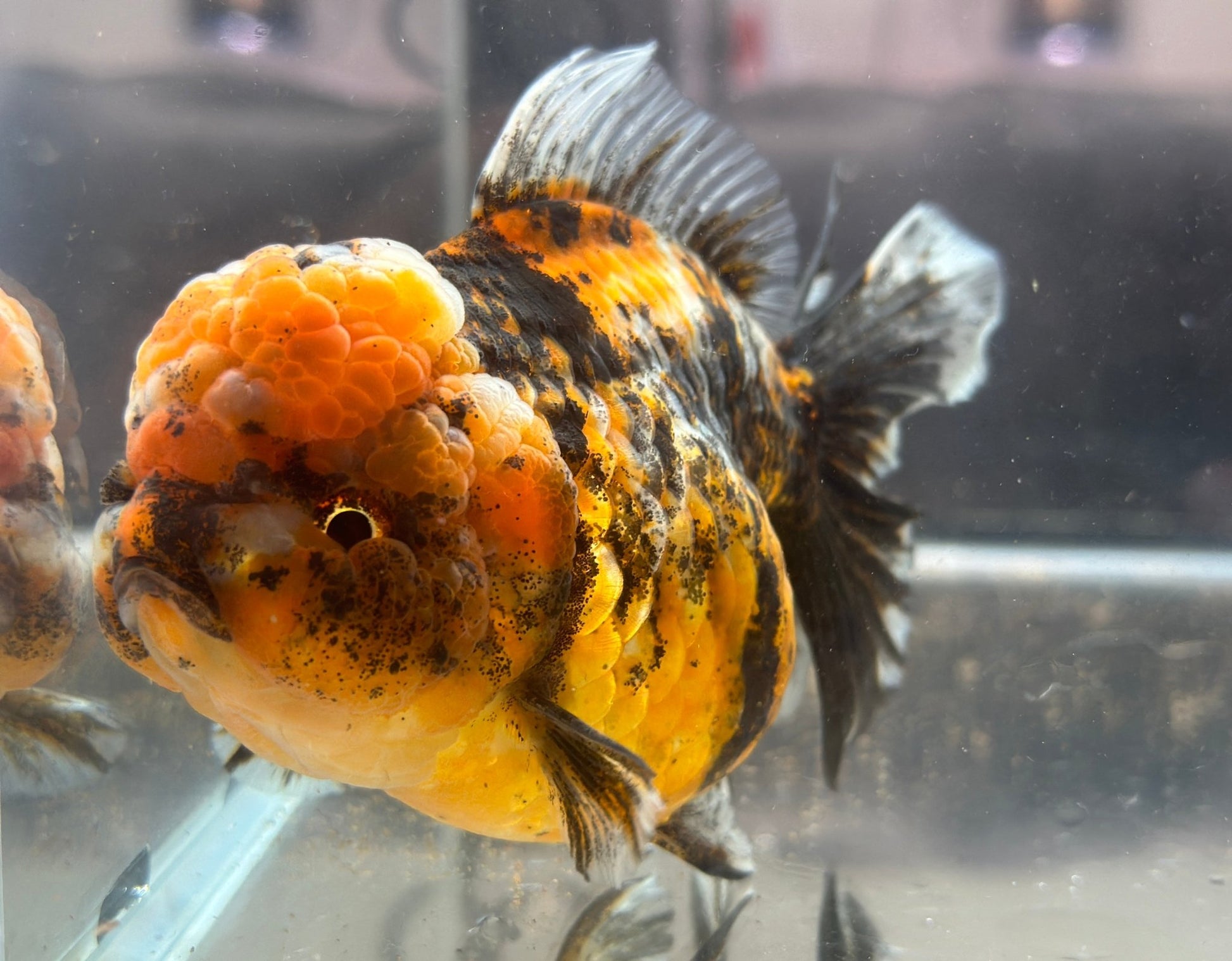 Red & Black Shogun Oranda - F1 (4.5'') - Lunar Fancies