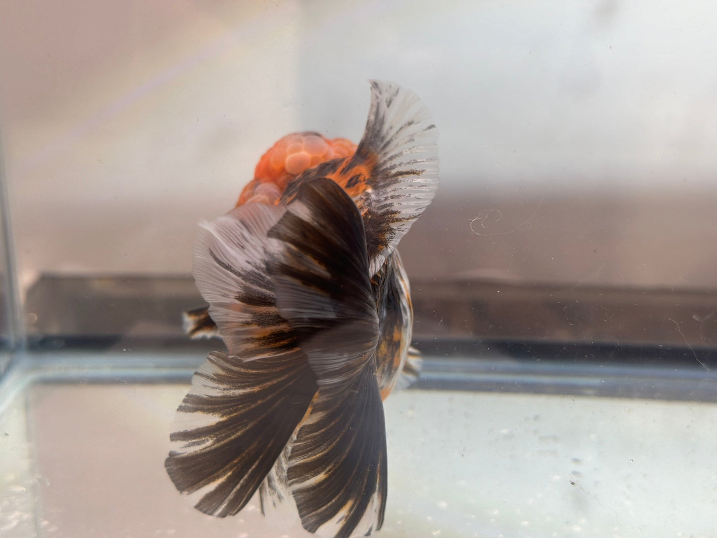Red & Black Shogun Oranda - F1 (4.5'') - Lunar Fancies