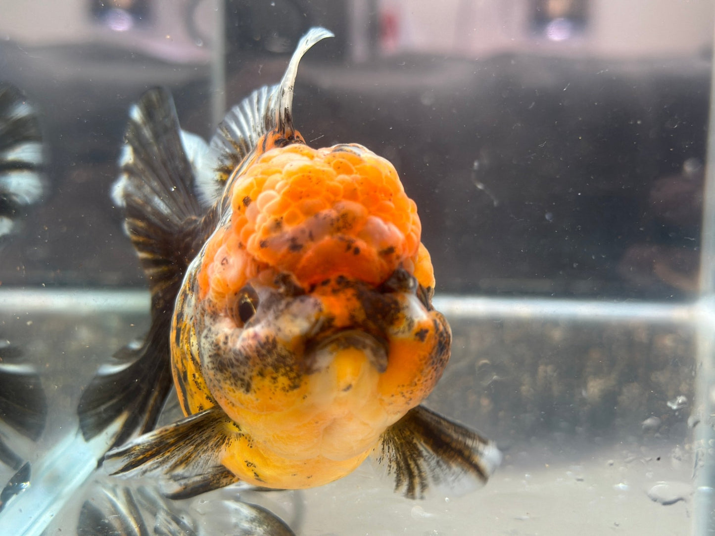 Red & Black Shogun Oranda - F1 (4.5'') - Lunar Fancies