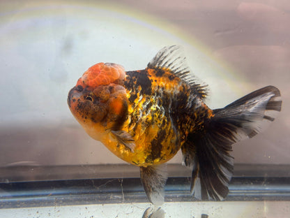 Red & Black Shogun Oranda - F1 (4.5'') - Lunar Fancies